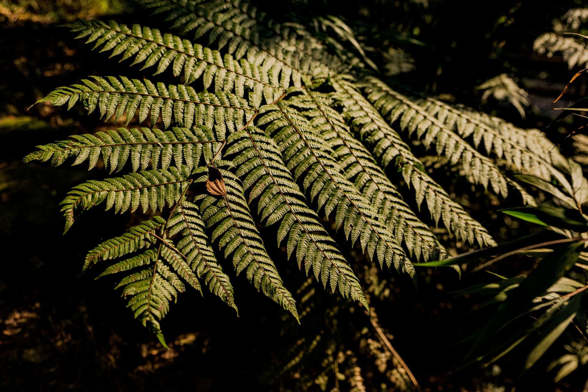 Foto Expedição Campos Gerais - Planeta 4x4 Expedições - PR- Brasil  - Imagem 12