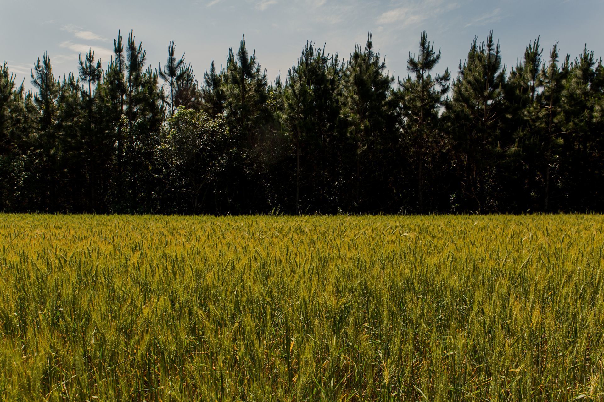Foto Expedição Campos Gerais - Planeta 4x4 Expedições - PR- Brasil  - Imagem 24