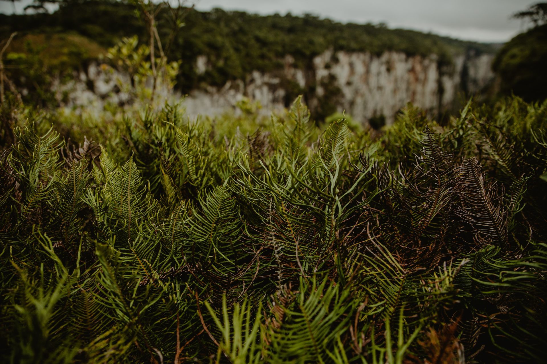 Foto Expedição Cânions - Planeta 4x4 Expedições - RS - Brasil  - Imagem 2