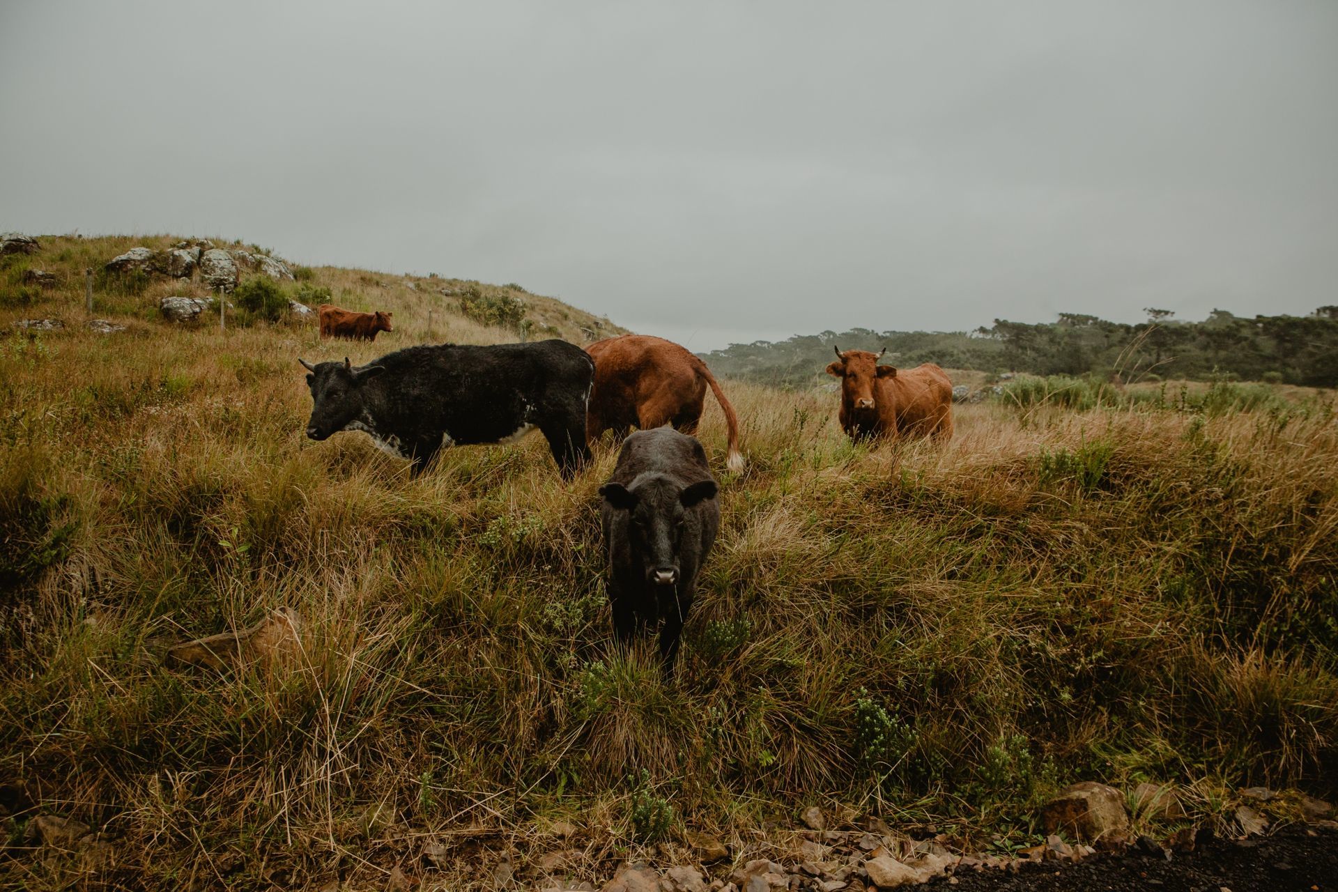 Foto Expedição Cânions - Planeta 4x4 Expedições - RS - Brasil  - Imagem 51
